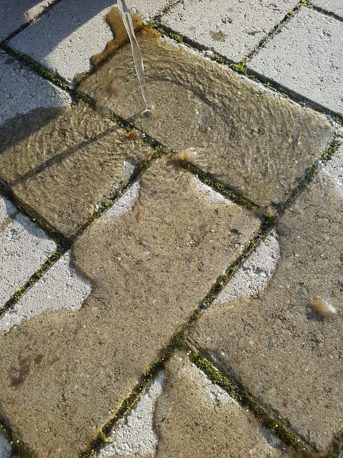 Verschmutztes Kühlwasser mit Algen, aus einem Wasserkühler abgelassen
